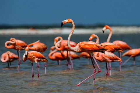 Karavasta:Bird Watching, Tower Views & Lagoon Boat Ride