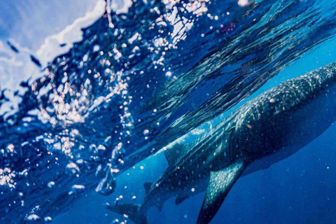 Cancun: Whale Shark Swim and Isla Mujeres Snorkeling Tour