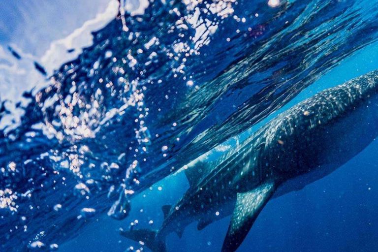 Cancun: Whale Shark Swim and Isla Mujeres Snorkeling Tour