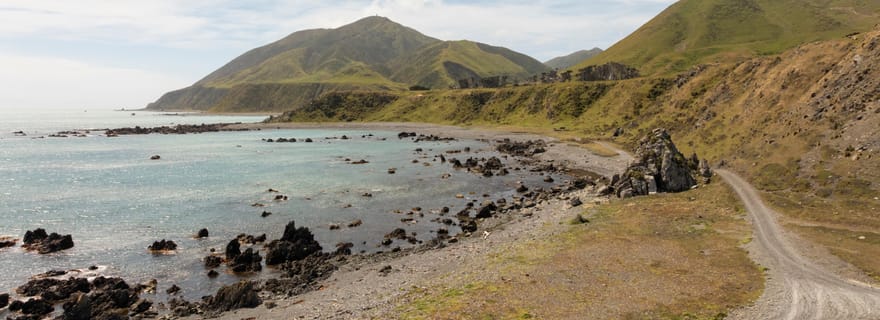 Wellington: Halbtägige Robbenküsten-Safari