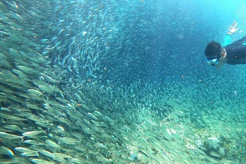 Moalboal: Excursión por las islas Pescador con Sardine Run