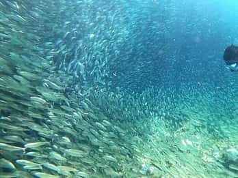 Moalboal: Giro delle isole Pescador e corsa delle sardine