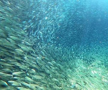 Moalboal: Äventyr med öluffning på ön Pescador och sardinkörning