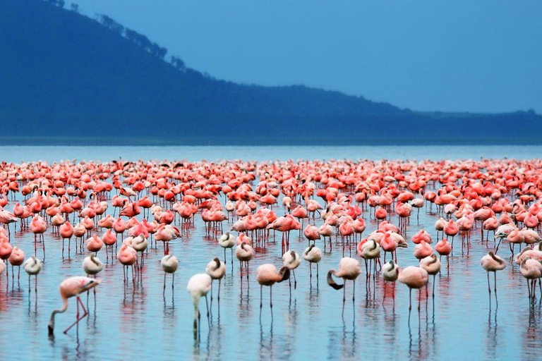 Safari di 2 giorni con i fenicotteri sul lago Nakuru e giro in barca sul lago Naivasha