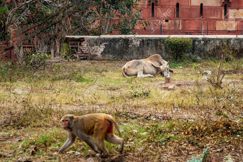 Agra: Monkey Safari Guided Walking Tour