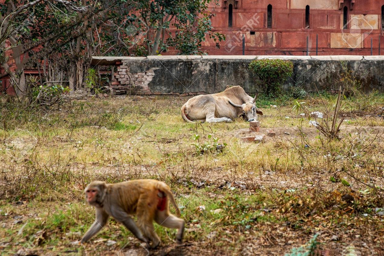 Agra: Monkey Safari Guided Walking Tour
