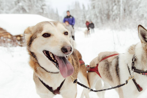 Talkeetna: تجربة تزلج الكلاب في فصل الشتاء في ألاسكا