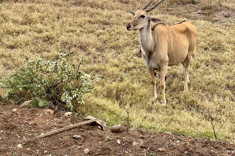 Nairobi National Park: Early Morning or afternoon adventure Early morning game drive in a Landcruiser JEEP