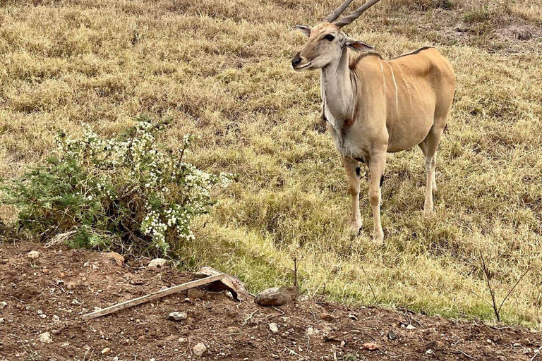 Nairobi National Park: Early Morning or afternoon adventure Early morning game drive in a Landcruiser JEEP