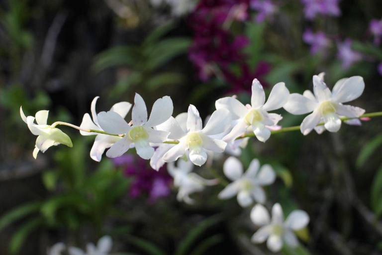 Nadi: Culture, Temples, Markets & Garden Adventure Option - Pick up Double Tree Resort