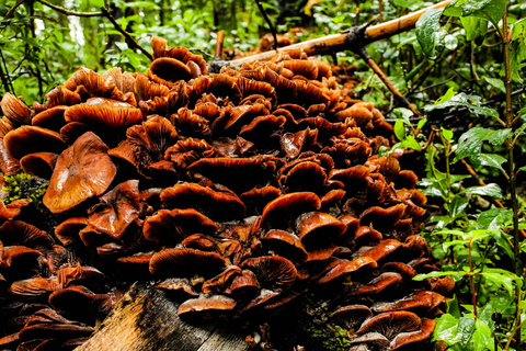 Oaxaca: Hiking in the Mushroom Forest of Cuajimoloyas