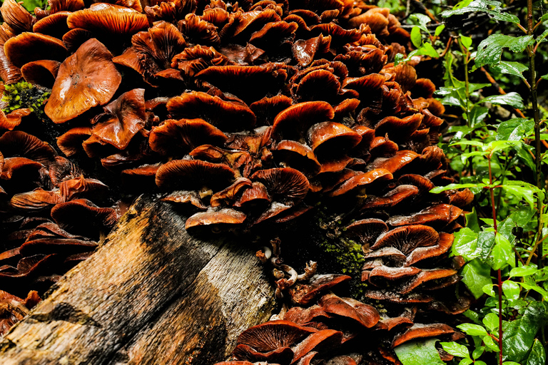 Oaxaca: Hiking in the Mushroom Forest of Cuajimoloyas