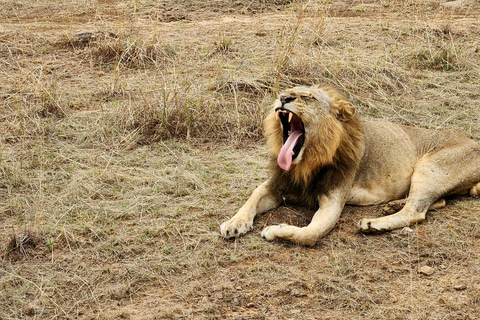 Nairobi National Park, Elephant Orphanage & Giraffe Centre