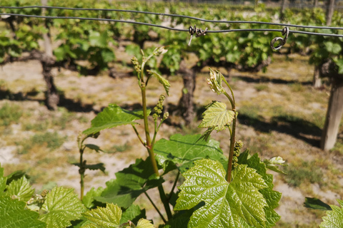 Tour de vinhos com 7 degustações + transporte particular + Lapis Lazuli