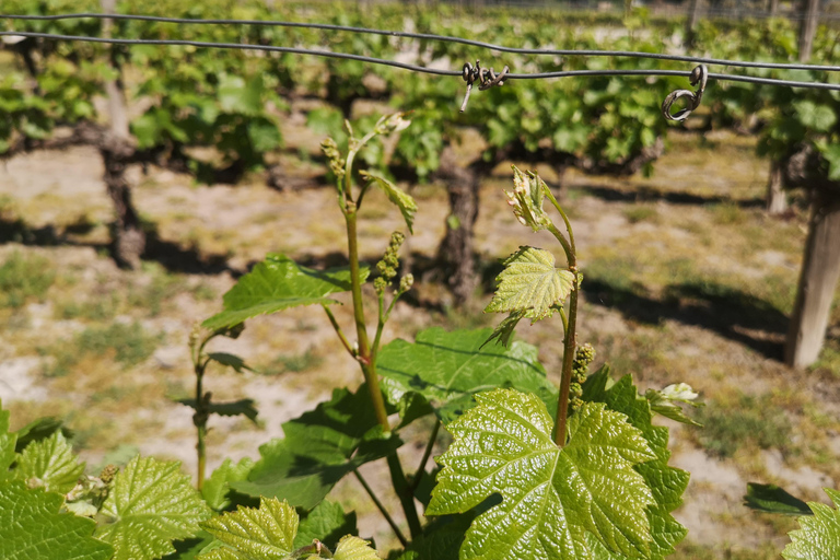 Tour del vino con 7 degustazioni + trasporto privato + Lapislazzuli