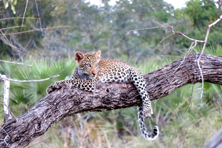 2 días 1 noche Parque Nacional Nyerere desde Zanzíbar en avión