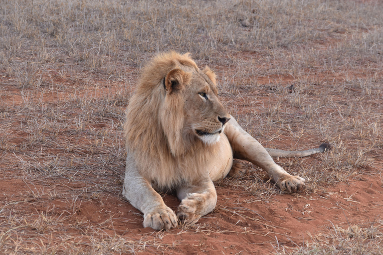Nairobi: 4-Day Masai mara Naivasha Tour