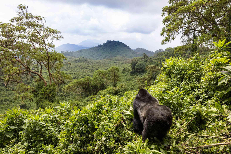 Rwanda: Gorilla trekking with driver guide and hotel stays