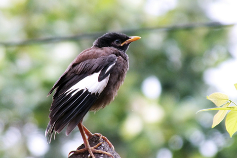 Kathmandu: Phulchowki Birdwatching Tour with Expert Guide