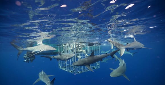 Haleiwa: North Shore Shark Cage Dive & Hawaiian Legends