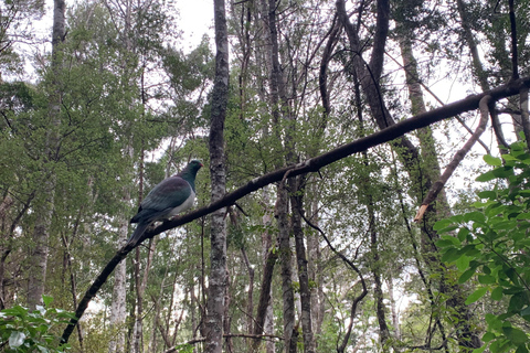 Auckland: Urban Rainforest Half-Day Small Group Walking Tour