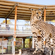 Monarto Safari Park: Cheetah Experience