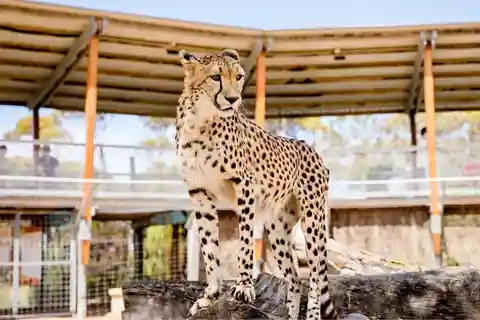 Parque Safari Monarto: Experiencia guepardo
