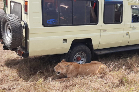 Kenia: 3 Daagse privé safari naar Masai MaraE