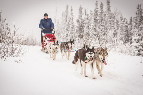 Fairbanks, AK: tour di mezza giornata &quot;Guida la tua squadra di cani&quot;