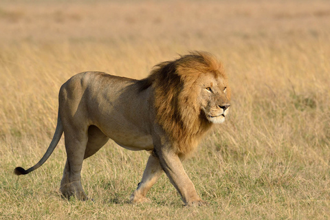 Von Nairobi aus: Maasai Mara Geführte Pirschfahrt