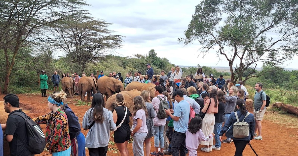 National park,Giraffe Center and Baby Elephant in Nairobi | GetYourGuide