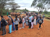 Nationalpark, Giraffenzentrum und Baby Elefant in Nairobi - Hizvo