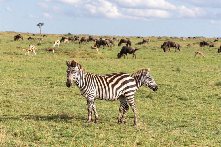 From Nairobi: Private 3-Day Masai Mara Big Five Game Drive