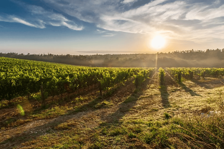 Leon: Viñedo Tierra de Luz Tour z degustacją wina