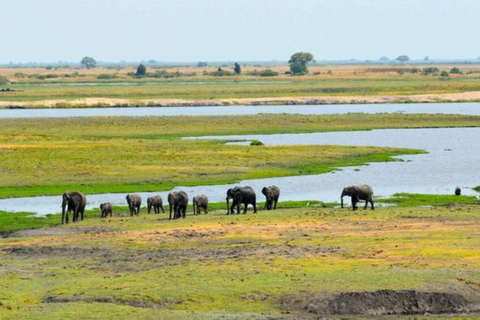 Victoria Falls: Chobe National Park Safari & River Cruise