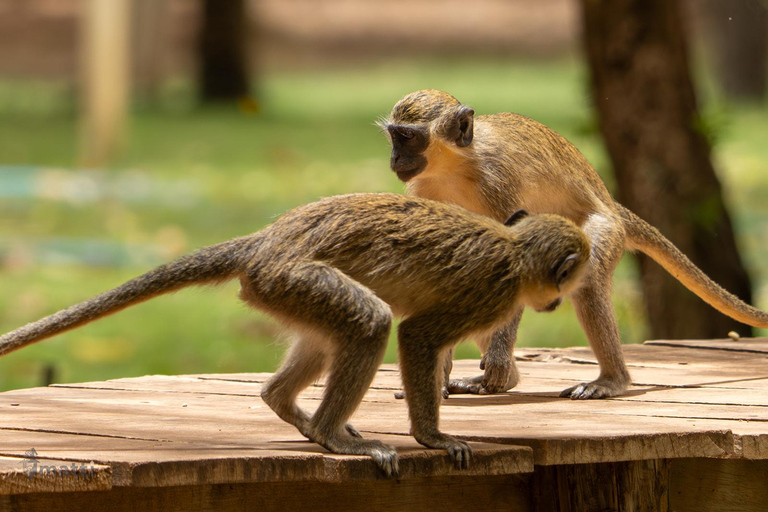 Safari z lwami i przejażdżka po rezerwacie BandiaSafari z lwami i przejażdżka łodzią w Bandii
