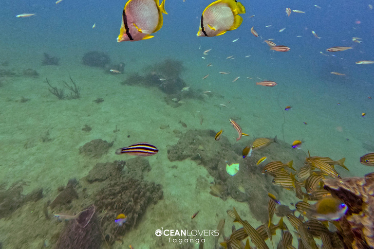 Tayrona: Caribbean Snorkeling Boat Trip with a guide