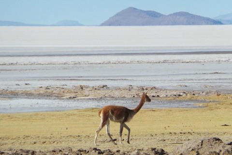 La Paz: 1-Day Uyuni Salt Flats Tour by Flight with hotel Private tour