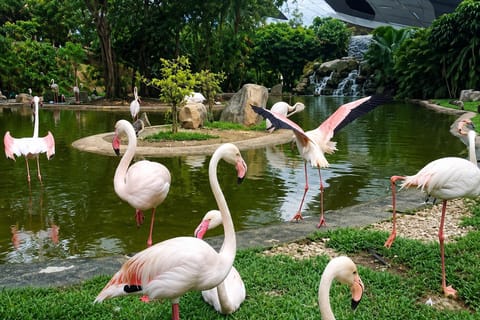 KL Bird Park & Aquaria KLCC Tour with Complimentary Shopping
