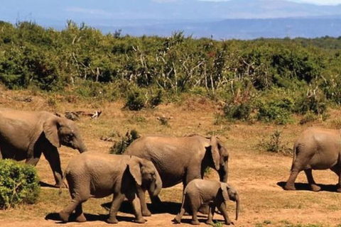 Z Addis Abeby: 6-dniowa wycieczka do Chebera Churchura i Halla Kella