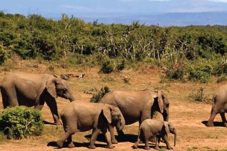 Z Addis Abeby: 6-dniowa wycieczka do Chebera Churchura i Halla Kella