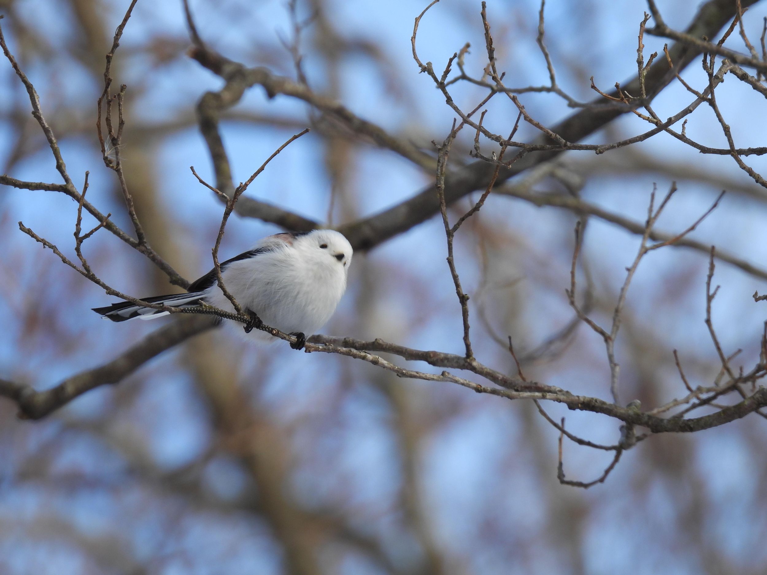 Hokkaido: Vogelbeobachtung am Utonai-See mit Guide