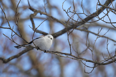 Hokkaido: Birdwatching at Lake Utonai with a Guide