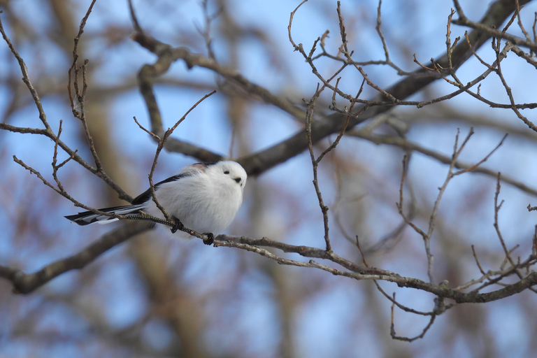 Hokkaido: Birdwatching at Lake Utonai with a Guide