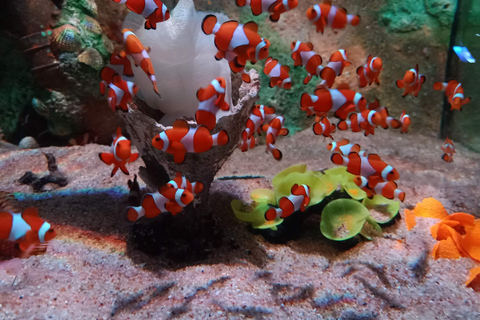 The Top Penang Ticket (5 Attraction Pass )