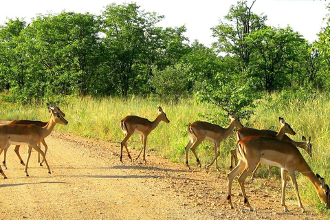 Maputo Special Reserve 3-Day Trip