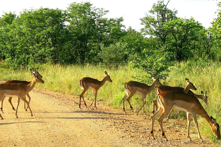 Maputo Special Reserve 3-Day Trip