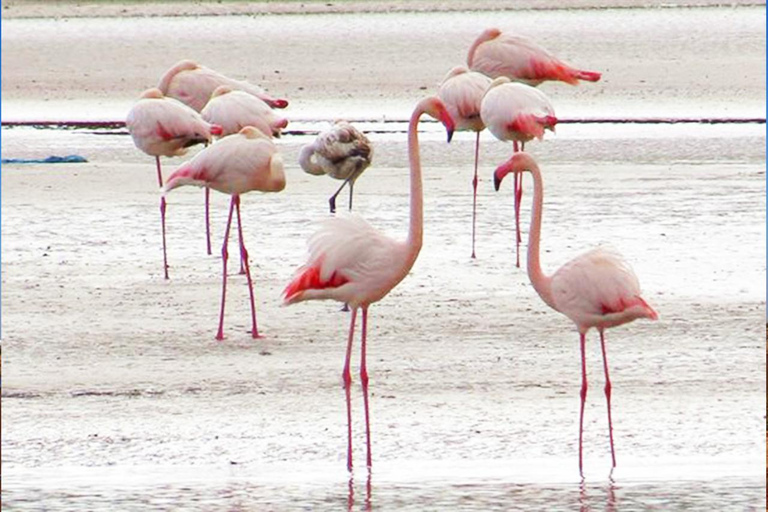 Agadir: Private Coco Polizzi Medina & Horse Ride