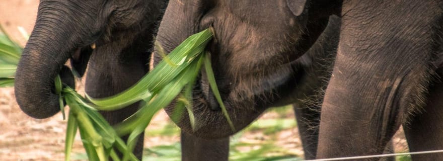 Galle/Mirissa/Hikkaduwa : Transfert vers Ella & Udawalawa Safari