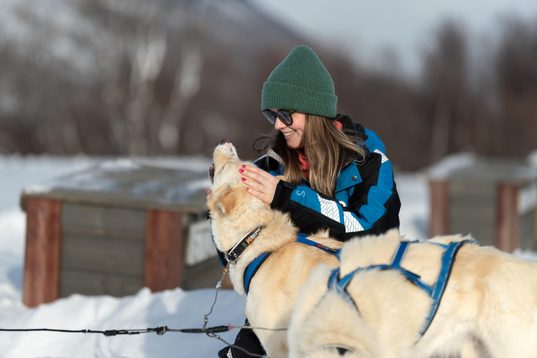 Tromsø: Easy Dog Sledding Tour & Kennel Visit